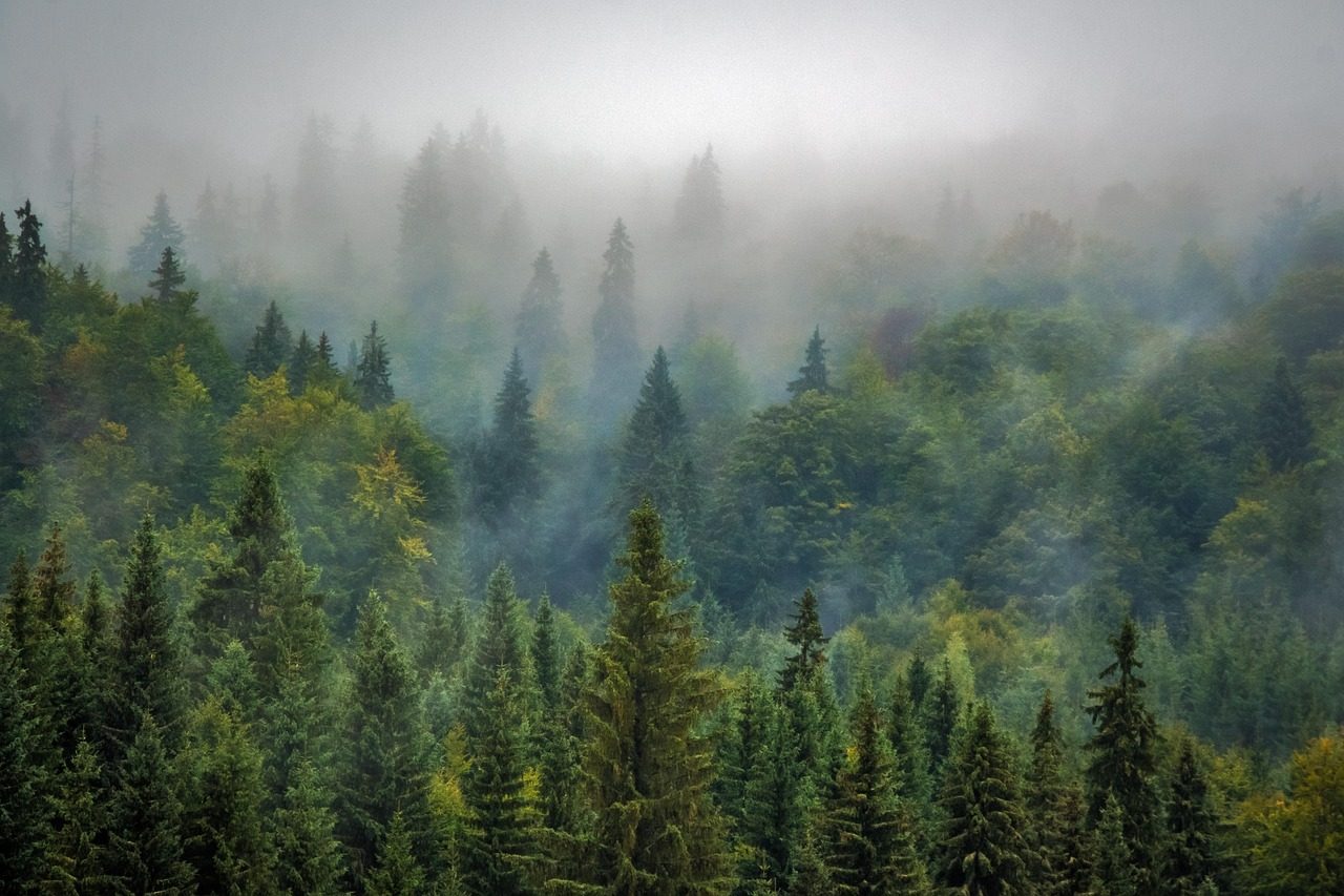 trees, forest, fog, foggy, haze, mist, misty, conifers, coniferous, conifer forest, evergreen, pine trees, fir trees, woods, woodlands, landscape, nature, pine forest, rural landscape, forest, forest, forest, forest, forest